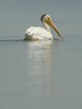 American White Pelican on the Calm Water of Medicine Lake