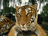 Tigers Resting at a Zoological Park Near Seoul