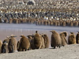 King Penguin Chicks at the Edge of a Rookery