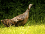 Wild Turkey in a Clearing