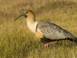 Portrait of a Black-Faced Ibis