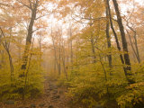 Beautiful Fall Scene in Acadia National Park