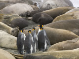 King Penguins Walking Through Sleeping Elephant Seals on a Beach