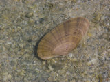 Shell Sits Underwater