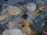 Seashells Embedded in Ice