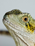 Eastern Water Dragon Sits Up in Studio and Looks Off Camera Right