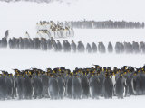 King Penguins in a Snow Storm