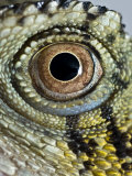 Abstract Close Up of an Eastern Water Dragon's Eye