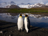 King Penguins Touching Bills in Scenic Mountain Landscape