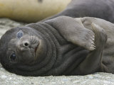 Elephant Seal Pup Resting on a Beach