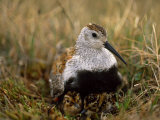 Dunlin Sandpiper  Calidris Alpina  on its Nest on the Tundra
