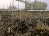 Dunlin Sandpiper  Calidris Alpina  Sitting on Eggs in a Nest