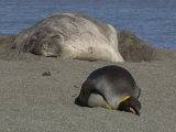 King Penguin and Elephant Seal Sleeping Near Each Other on a Beach