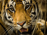 Portrait of a Tiger  Panthera Tigris