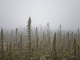 Boreal Forest on a Foggy Day