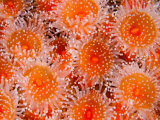 Large Cluster of Strawberry Sea Anemones