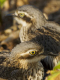 Bush Stone Curlew  Burhinus Grallarius  Camouflaged in Leaf Litter