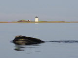 North Atlantic Right Whale Skim Feeding in Cape Cod Bay
