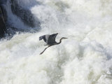 Great Blue Heron Flies over the White Water at Great Falls Park