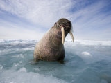 Atlantic Walrus on an Ice Floe with Sea Water Sloshing About
