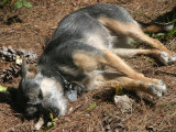 Mixed Terrier Napping Among Pine Cones in a Bed of Pine Needles