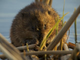 Muskrat (Ondatra Zibethicus) Feeding at Sunset