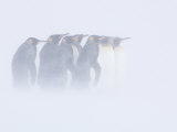 King Penguins in a Snow Storm