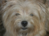 Portrait of a Norwich Terrier Named Ditto