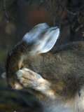 Snowshoe Hare (Lepus Americanus)