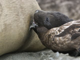 Skua Stealing Milk from a Nursing Elephant Seal Pup