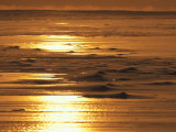 Sea Ice Blowing About in a Windstorm at Sunset