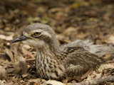 Bush Stone Curlew  Burhinus Grallarius  Camouflaged in Leaf Litter