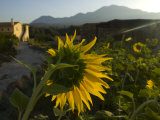 Sunflower Near a Countryside Hotel Outside the City of Chefchaouen
