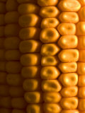 Magnification of an Ear of Corn
