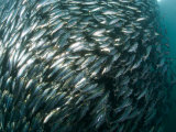 Pacific Herring Swim in a Large Ball for Safety in Numbers