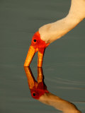 Bird with its Beak in the Water