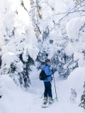 Woman on a Split Snowboard Cross Country Skis Past Snow Laden Trees