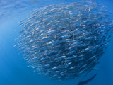 Ball of Sardines Being Hunted by Sailfish