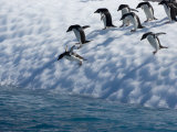 Adelie Penguins Lined Up to Jump from an Iceberg into Chilly Waters
