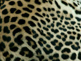 Detail of the Rosette Spots on a Leopard's Coat  Panthera Pardus
