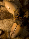 Close-up of Acorns and Dead Leaves Fallen in the Forest in the Fall