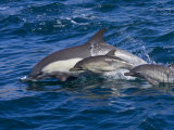 Long-Beaked Common Dolphins  Delphinus Capensis  Leaping and Swimming