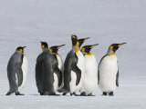 King Penguins Out for a Stroll in the Snow