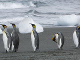 King Penguins on a Beach with Chunks of Ice and Rolling Waves