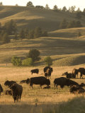 Bison Grazing in Custer State Park  South Dakota