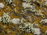 Colorful and Varied Lichens Growing on Stones