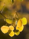 Quaking Aspen Leaves in Fall Backlit by Sunlight