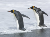 King Penguins Entering the Surf from a Beach