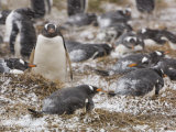 Gentoo Penguins on their Nests During a Snow Storm