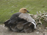 Upland  Magellan Goose Sheltering it's Goslings in a Snow Storm